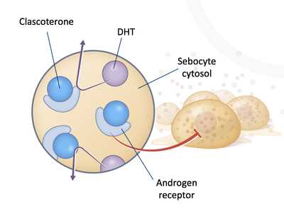 Clascoterone cream